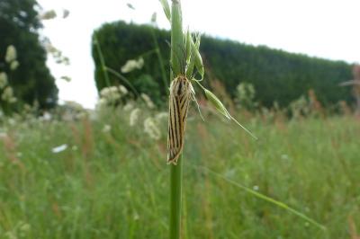 <i>Spiris striata</i>