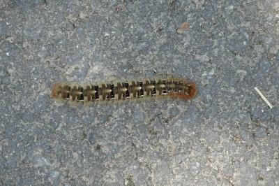 <i>Lasiocampa quercus</i>