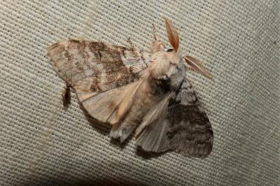 <i>Calliteara pudibunda</i>