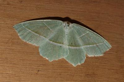 <i>Campaea margaritaria</i>