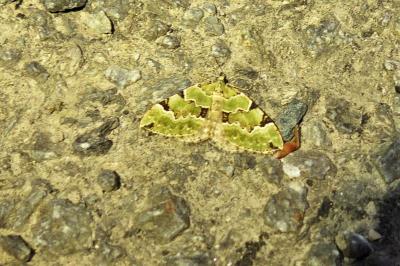 <i>Colostygia pectinataria</i>