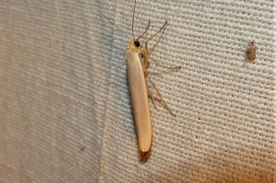 <i>Eilema caniola</i>