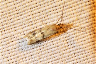 <i>Homoeosoma sinuella</i>