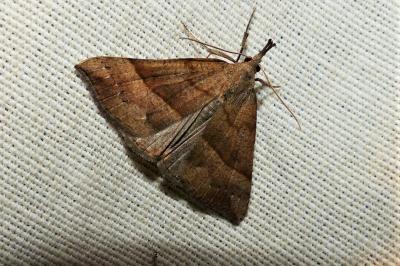 <i>Hypena proboscidalis</i>