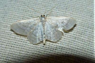 <i>Idaea subsericeata</i>