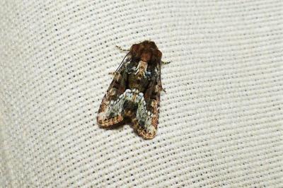 <i>Oligia strigilis</i>
