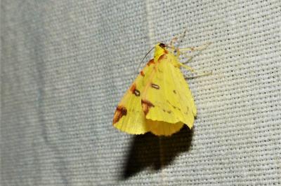 <i>Opisthograptis luteolata</i>