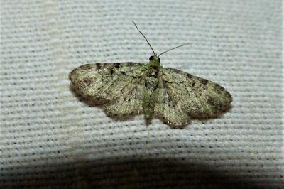 <i>Pasiphila rectangulata</i>