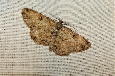 <i>Peribatodes rhomboidaria</i>