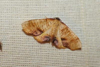 <i>Plagodis dolabraria</i>