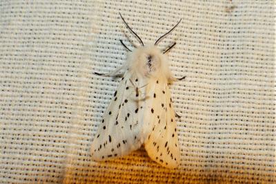 <i>Spilosoma lubricipeda</i>