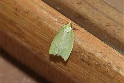 <i>Tortrix viridana</i>