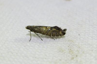 <i>Glyphipterix thrasonella</i>