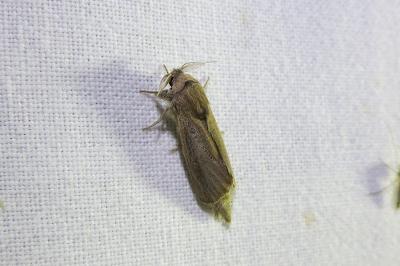 <i>Phragmataecia castaneae</i>