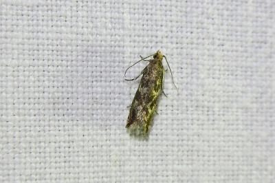 <i>Bactra furfurana</i>