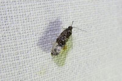 <i>Hedya nubiferana</i>