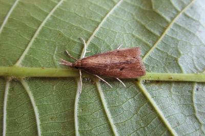 <i>Chilo phragmitellus</i>