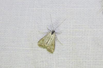 <i>Cataclysta lemnata</i>