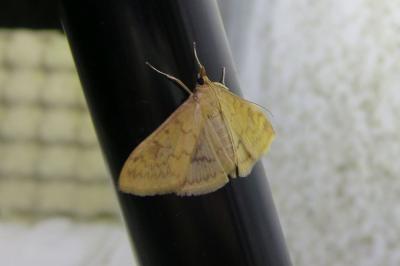 <i>Ostrinia nubilalis/scapulalis</i>