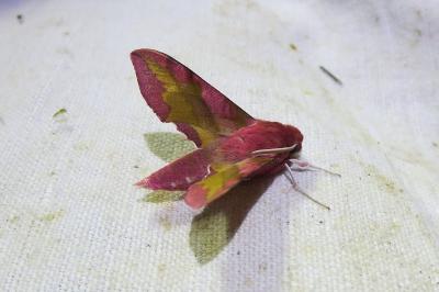 <i>Deilephila porcellus</i>