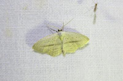 <i>Scopula emutaria</i>