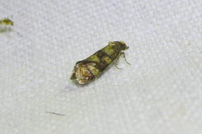 <i>Aethes tesserana</i>