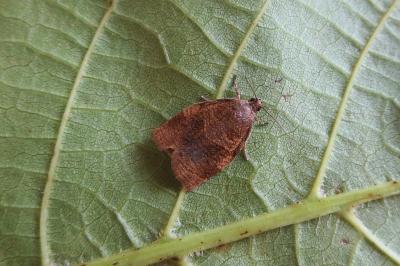 <i>Archips rosana</i>