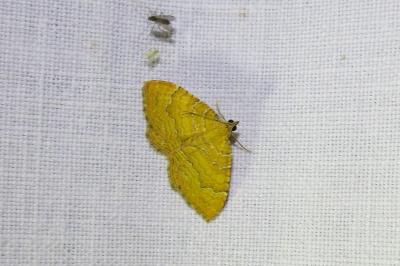 <i>Camptogramma bilineata</i>