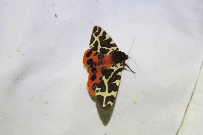 <i>Arctia caja</i>