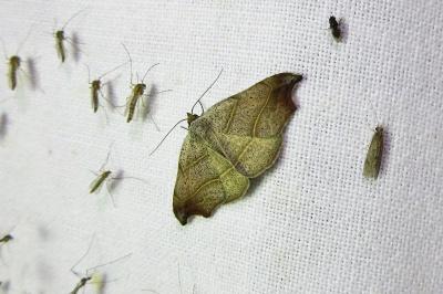 <i>Laspeyria flexula</i>