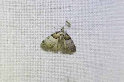 <i>Nola cucullatella</i>