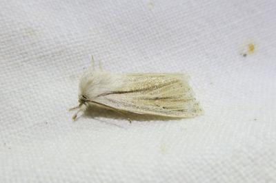 <i>Acronicta albovenosa</i>