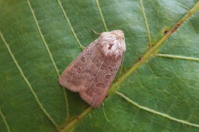 <i>Hoplodrina ambigua</i>