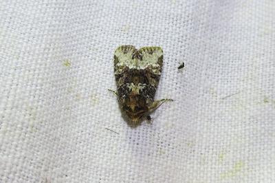 <i>Oligia strigilis</i>