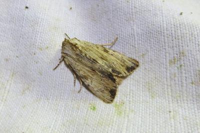 <i>Apamea lithoxylaea</i>