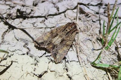 <i>Apamea monoglypha</i>