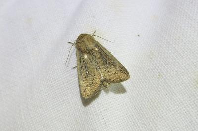 <i>Leucania obsoleta</i>