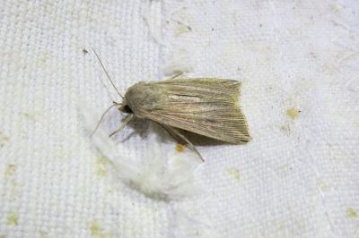 <i>Mythimna riparia</i>