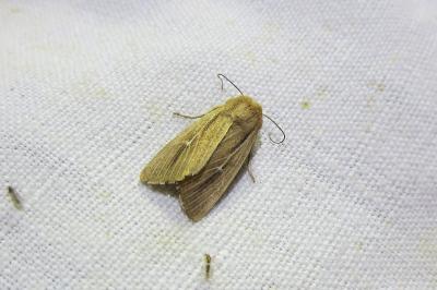 <i>Mythimna sicula</i>