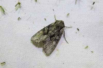 <i>Lacanobia w-latinum</i>