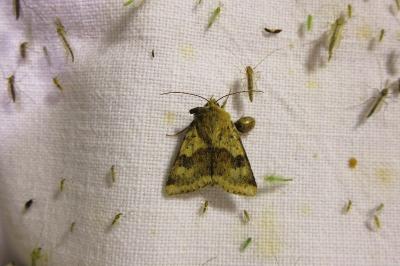 <i>Heliothis viriplaca</i>