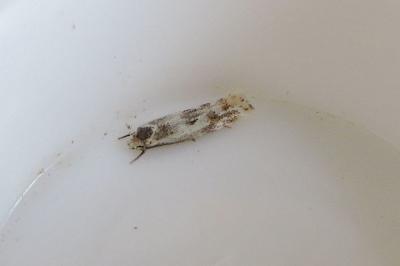 <i>Elachista maculicerusella</i>