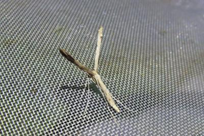 <i>Agdistis tamaricis</i>