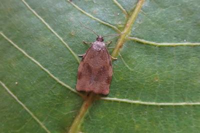 <i>Archips rosana</i>