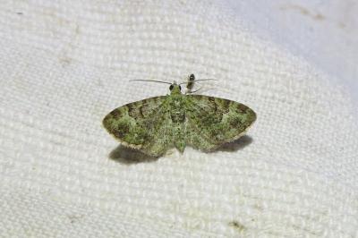 <i>Pasiphila rectangulata</i>