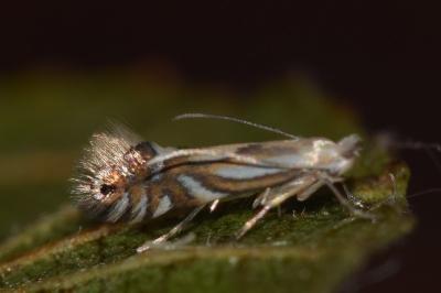 <i>Phyllonorycter rajella</i>