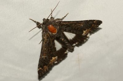 <i>Catephia alchymista</i>