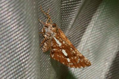 <i>Bupalus piniaria</i>