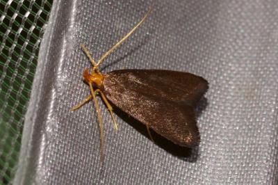 <i>Eurodachtha pallicornella</i>
