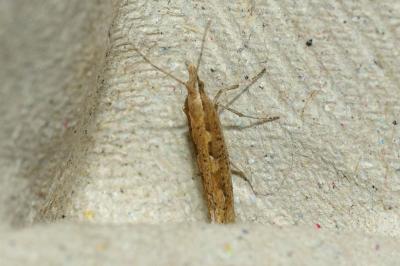 <i>Plutella xylostella</i>
